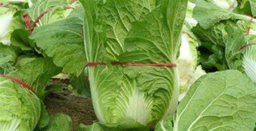 臺風(fēng)“莎莉嘉”來臨 三亞提前啟動蔬菜應(yīng)急調(diào)運機制